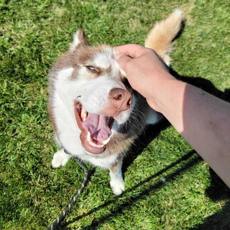 An adult medium-sized female Siberian Husky dog named Summer for adoption in Dover, NH