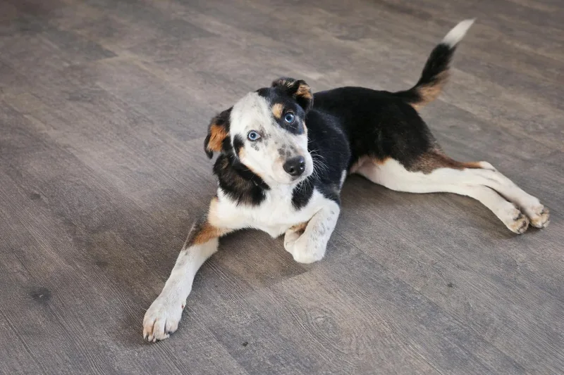 A young large-sized female Collie dog named Beauty for adoption in Holbrook, NY