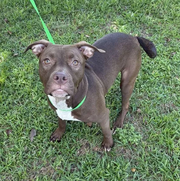 A baby medium-sized female Brown / Chocolate Pit Bull Terrier dog named Minnie for adoption in Valdosta, GA