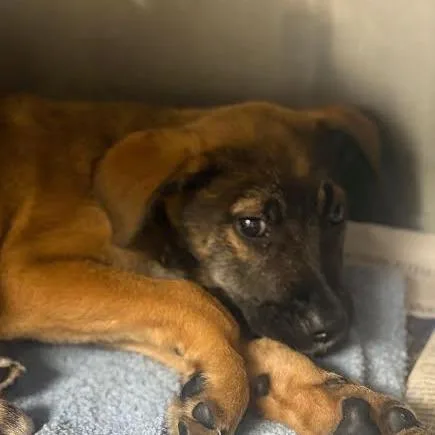 A baby small-sized male Brown / Chocolate German Shepherd Dog dog named Argus for adoption in Marshall, TX