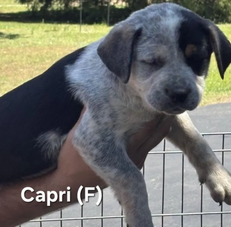 Capri
