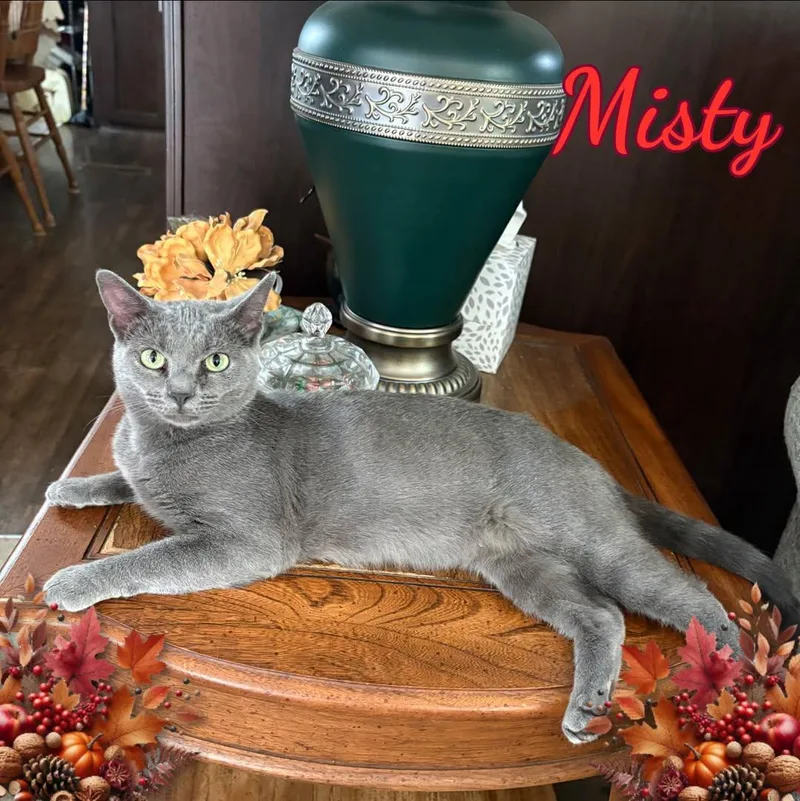 An adult medium-sized female Domestic Short Hair cat named Mama Misty for adoption in Corinth, NY