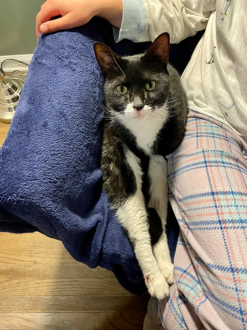 A young medium-sized male Black & White / Tuxedo Domestic Short Hair cat named Dominic for adoption in Philadelphia, PA