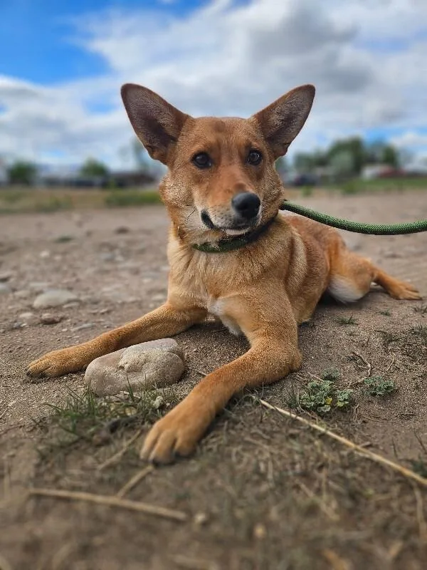 An adult medium-sized female Yellow / Tan / Blond / Fawn Mixed Breed dog named Darla for adoption in Fort Collins, CO