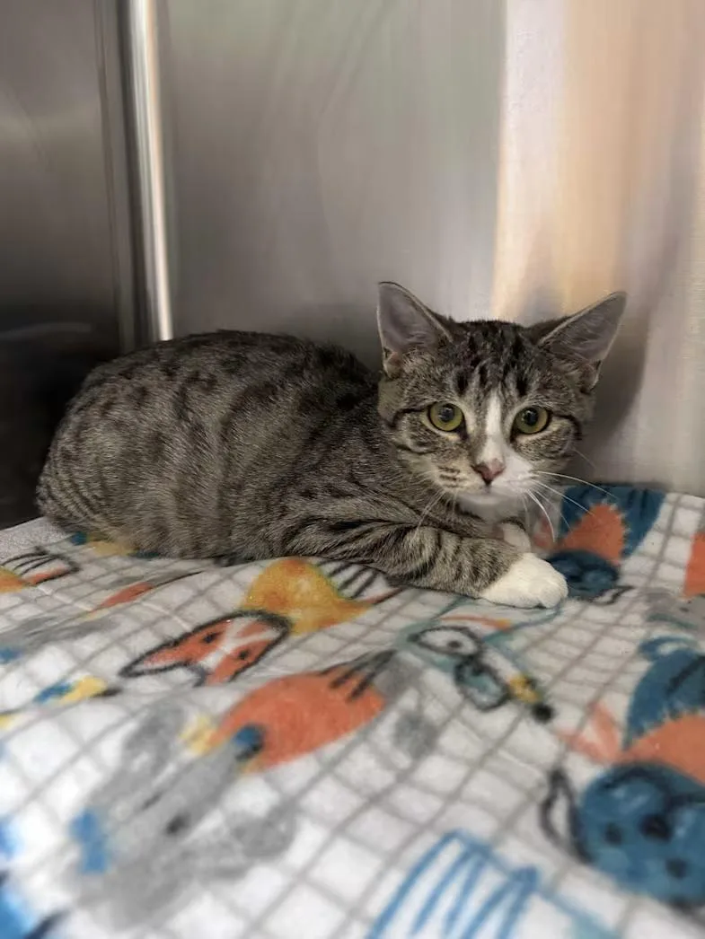 A baby medium-sized female Tabby (Brown / Chocolate) Domestic Short Hair cat named Raspberry for adoption in Greensboro, NC