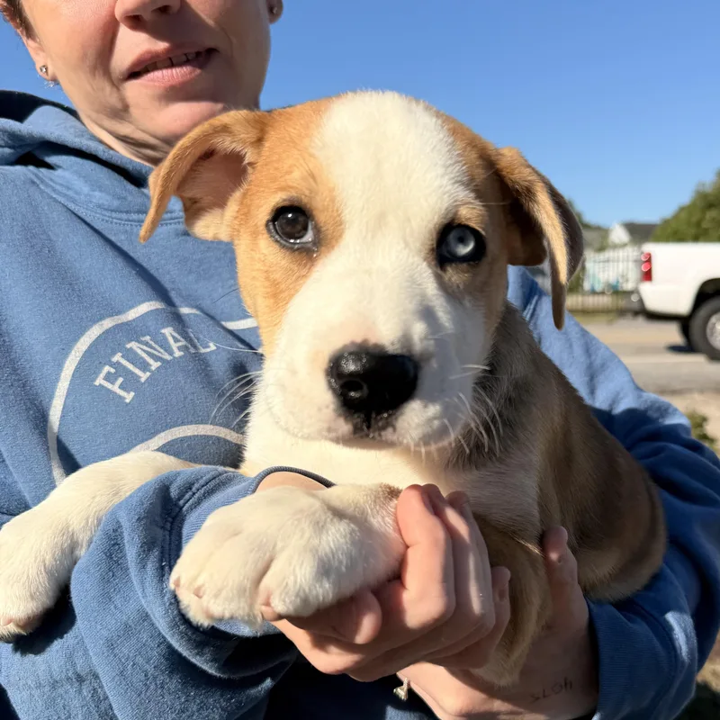 A baby large-sized female Brown / Chocolate Mixed Breed dog named S'mores for adoption in Columbia, SC