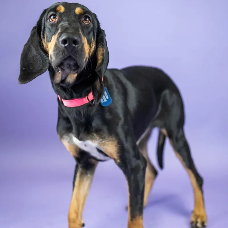 An adult medium-sized female Black Coonhound dog named Arwen for adoption in Portland, OR