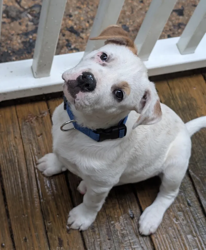 A baby medium-sized male Pit Bull Terrier dog named Tex for adoption in Pembroke, MA