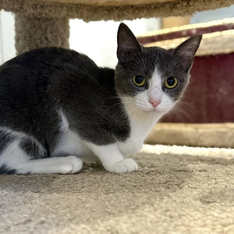 A baby small-sized female Domestic Short Hair cat named Marnie for adoption in Louisville, KY