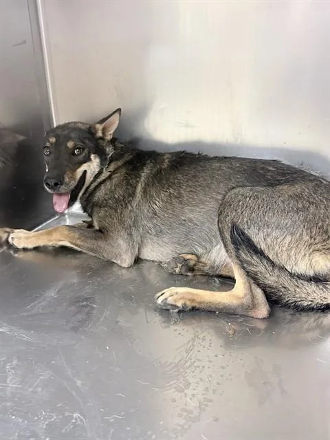 A young large-sized female German Shepherd Dog dog named Ari for adoption in Riverside, CA