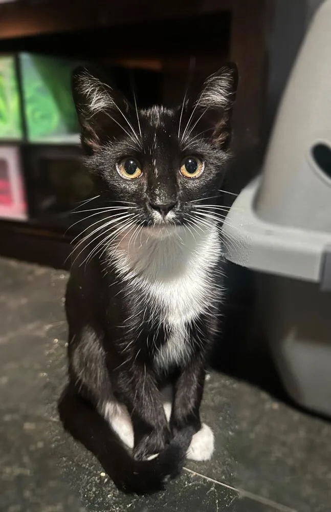 A baby small-sized female Black & White / Tuxedo Domestic Short Hair cat named Chewie for adoption in Dallas, TX