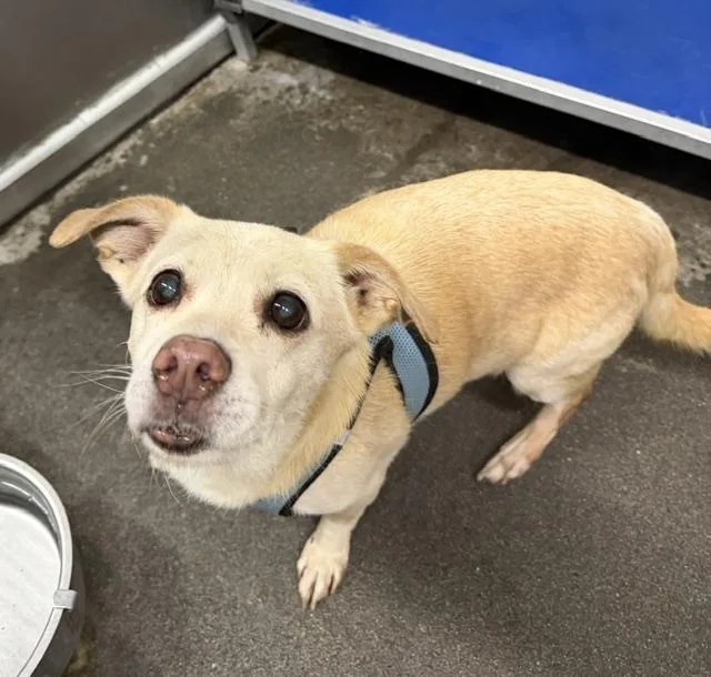 A senior small-sized male Apricot / Beige Chihuahua dog named Buster for adoption in Cary, NC