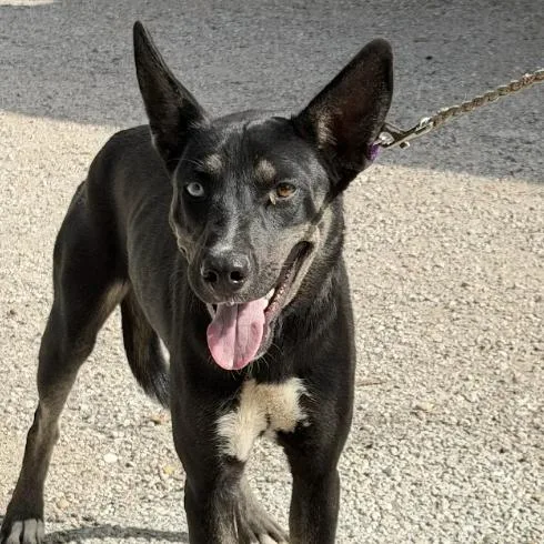 A young medium-sized female Mixed Breed dog named Cherry for adoption in Austin, TX