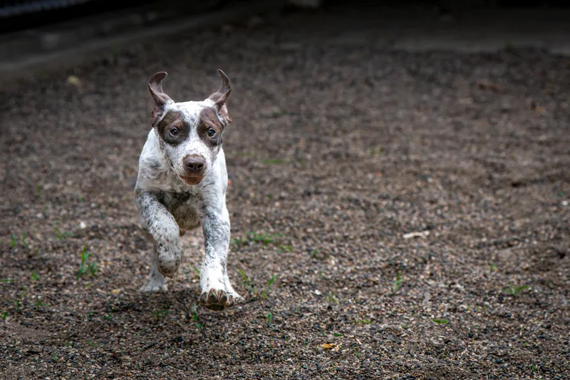 A baby large-sized male White / Cream German Shorthaired Pointer dog named Bandit for adoption in Red Wing, MN