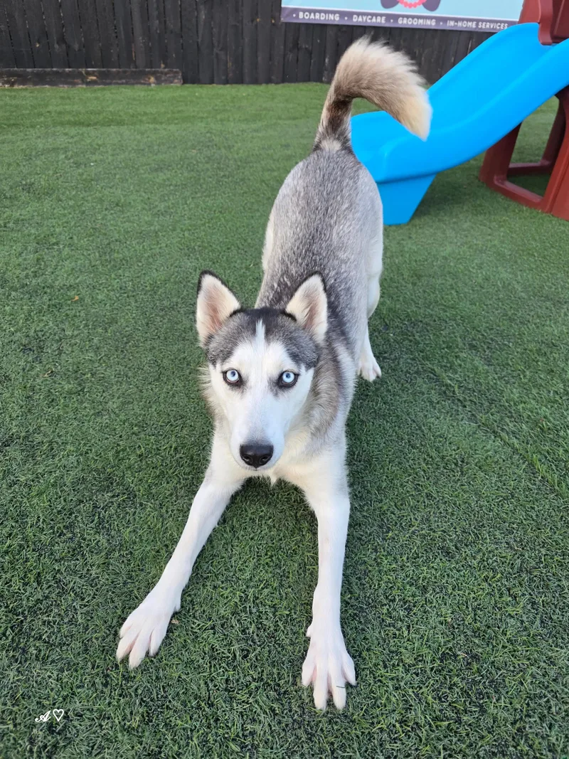 Momma Cinder thumbnail 5