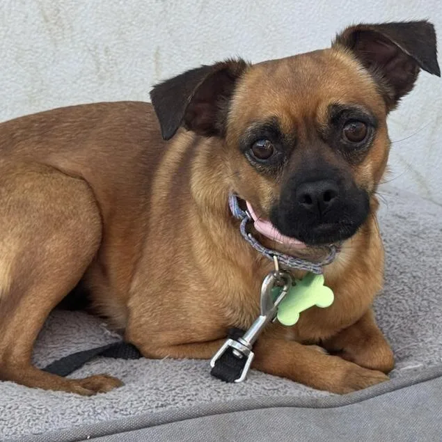 An adult small-sized female Puggle dog named Faline for adoption in Toledo, OH