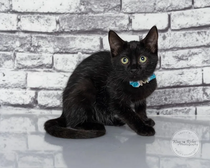 A baby medium-sized female Black Bombay cat named Margo for adoption in Tuscaloosa, AL