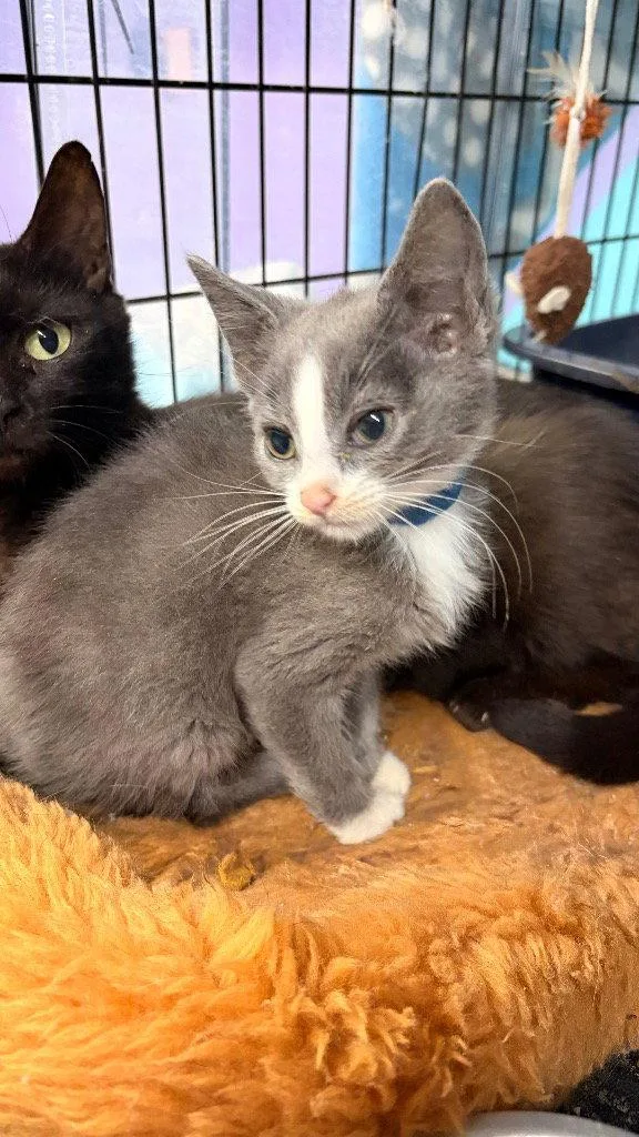 A baby medium-sized male Domestic Short Hair cat named Spirit for adoption in Battle Ground, WA