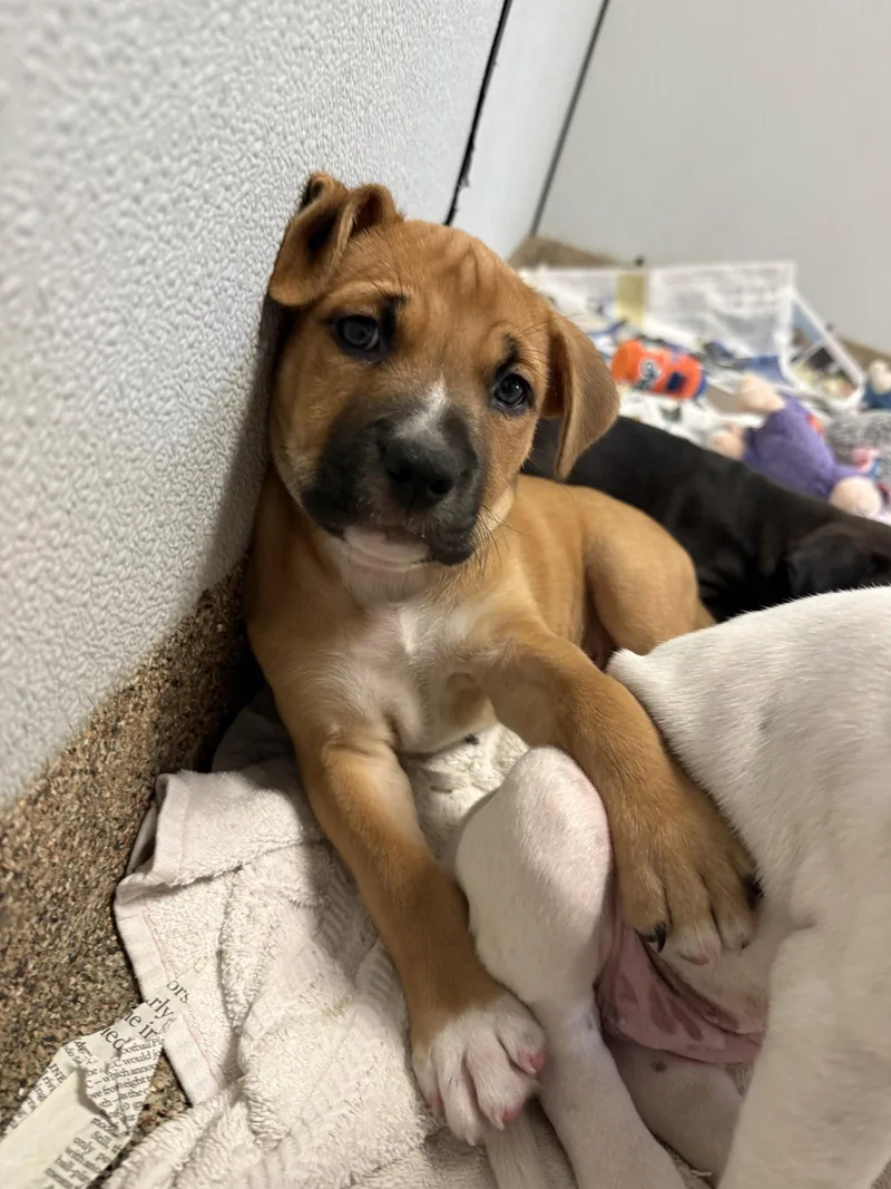 A baby medium-sized male Labrador Retriever dog named Mbappe for adoption in Sanford, FL