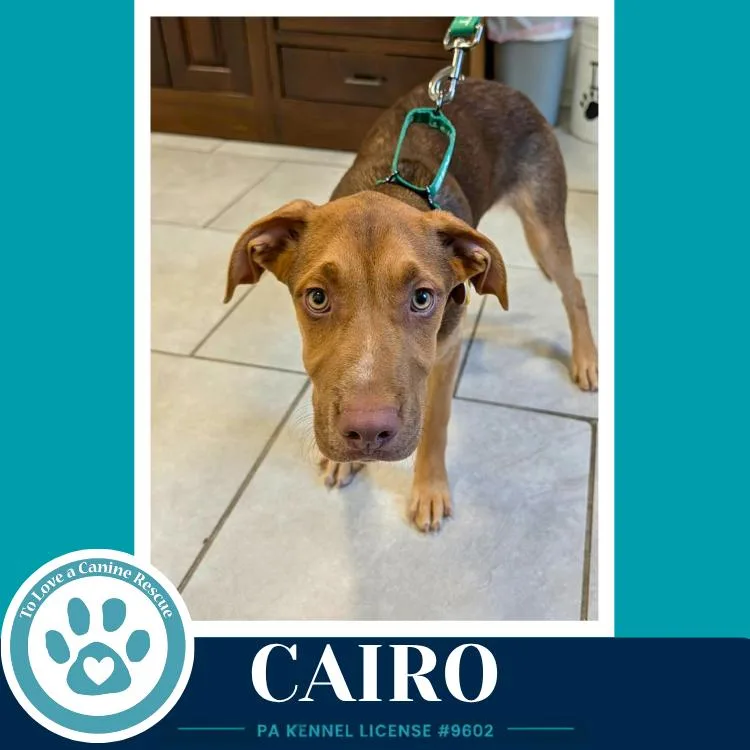 Cairo thumbnail 2