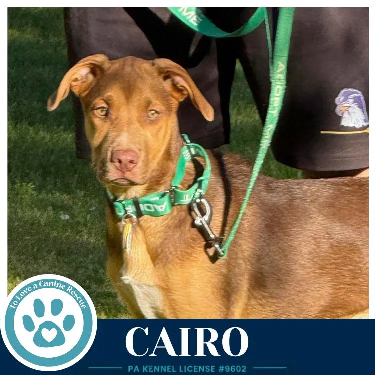 Cairo thumbnail 3