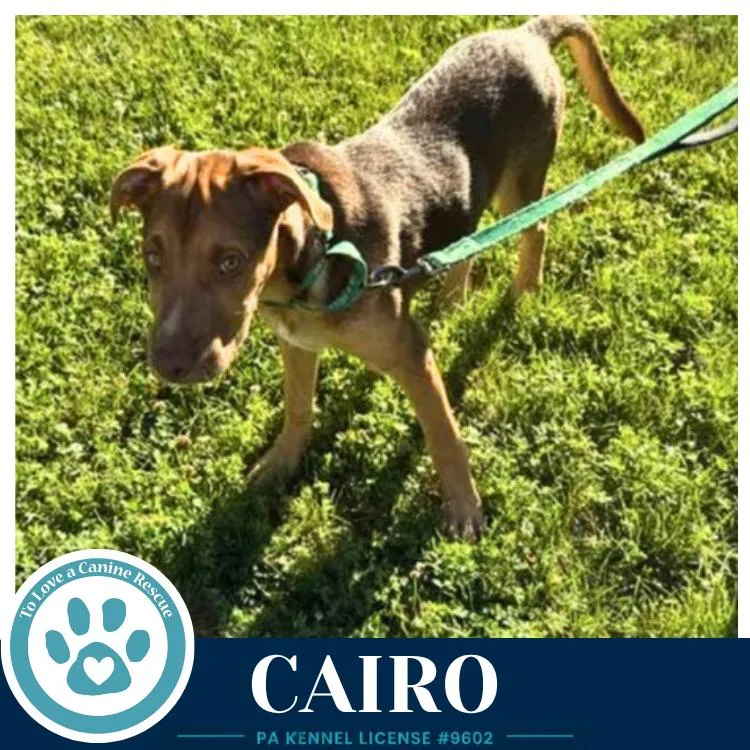 Cairo thumbnail 4
