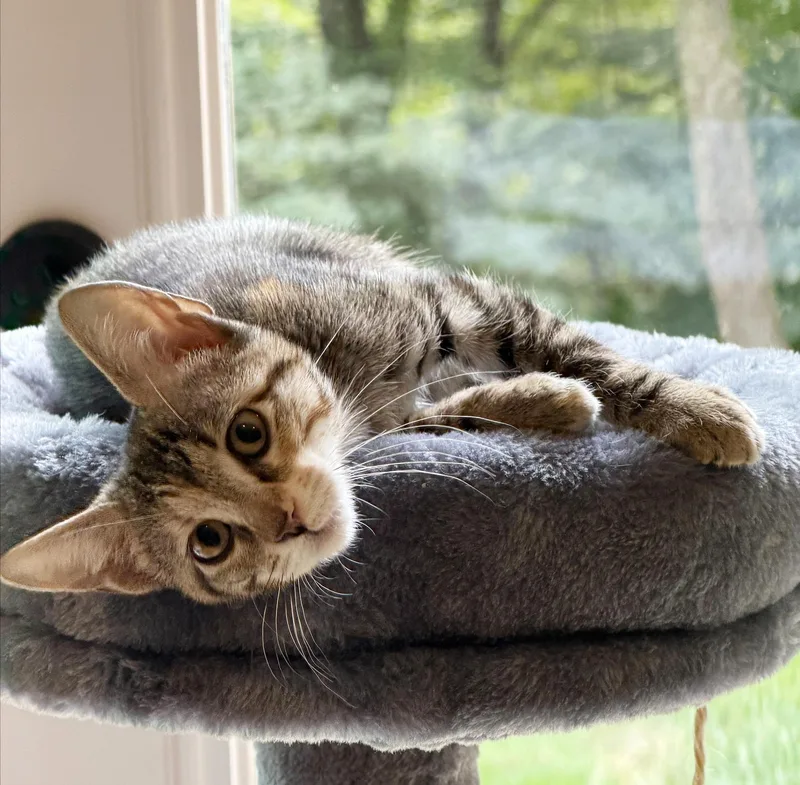 A baby medium-sized female Tabby (Brown / Chocolate) Tabby cat named Orla for adoption in Parkville, MO