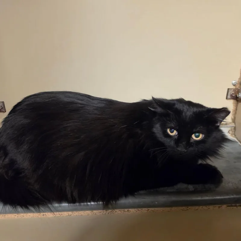 A senior large-sized female Domestic Long Hair cat named Phantom for adoption in Murray, UT