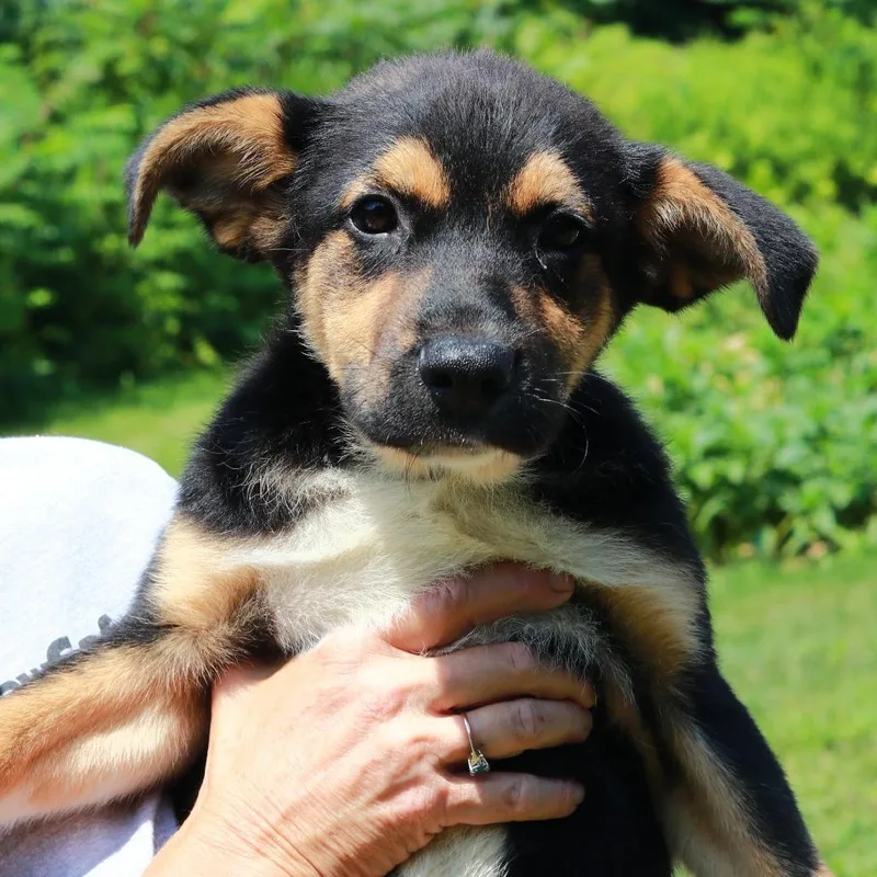 A baby large-sized male Black Shepherd dog named CT Jonah for adoption in Stormville, NY
