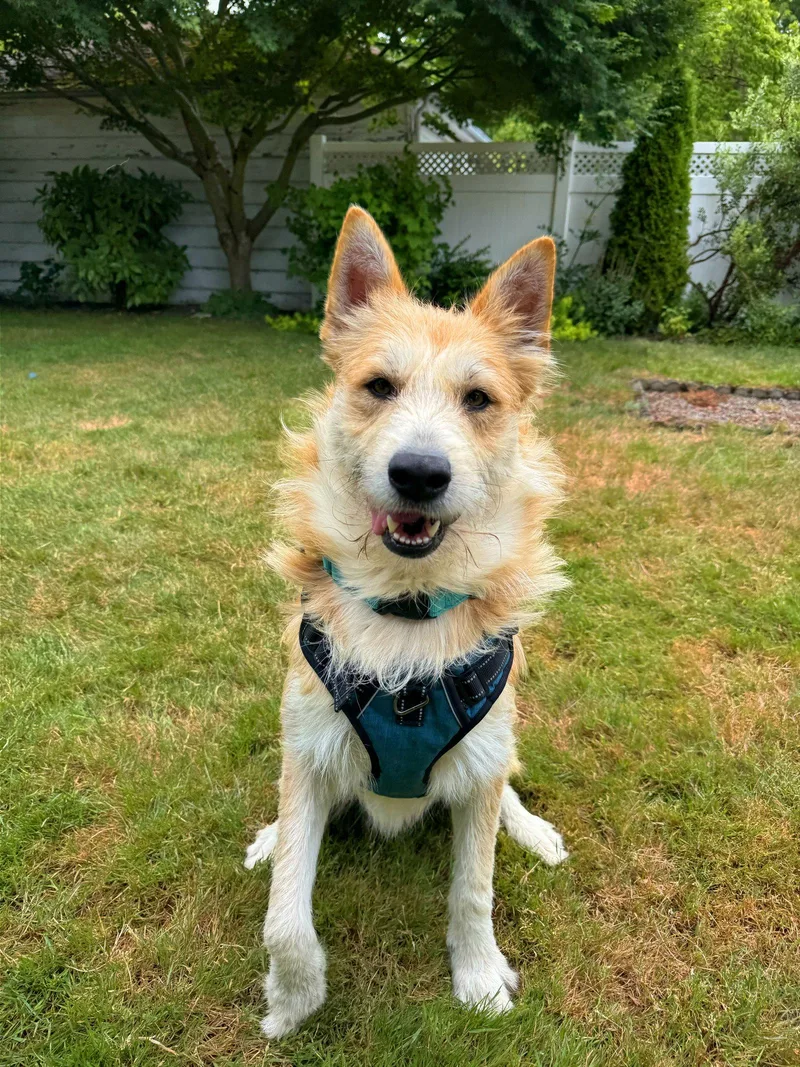 A young medium-sized male Shepherd dog named Fizzy for adoption in Portland, OR