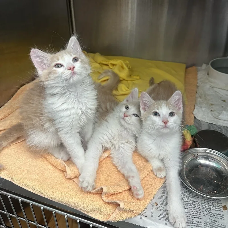 A baby small-sized male Buff / Tan / Fawn Domestic Long Hair cat named Asiago for adoption in Pittsburgh, PA