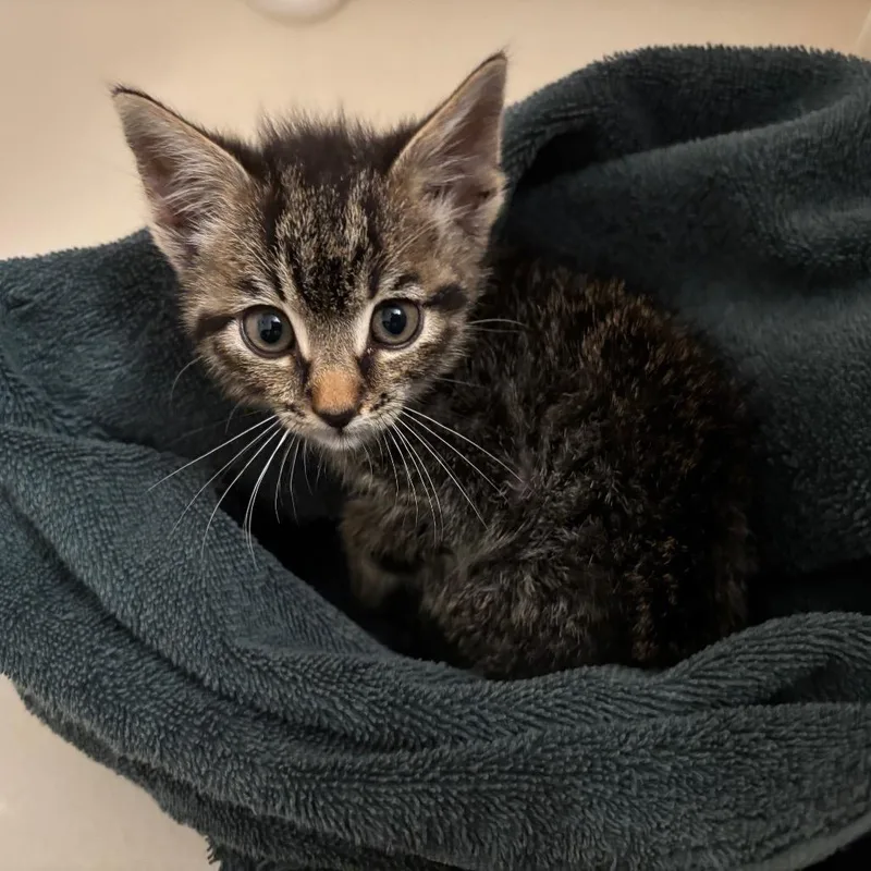A baby small-sized male Brown / Chocolate Domestic Short Hair cat named Fisher for adoption in Chesapeake, VA