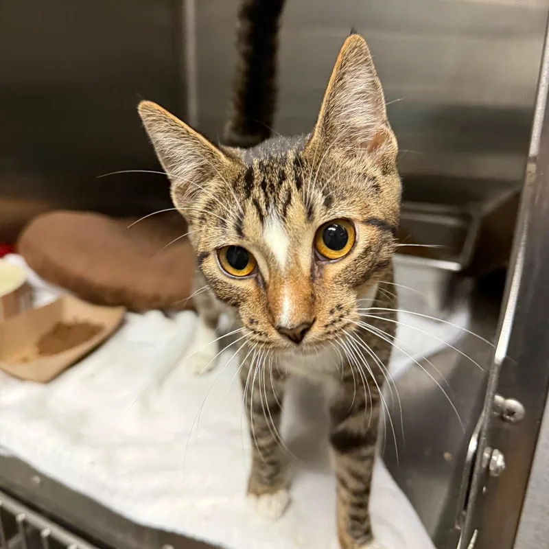A young medium-sized female Gray / Blue / Silver Domestic Short Hair cat named Tori for adoption in Birmingham, AL