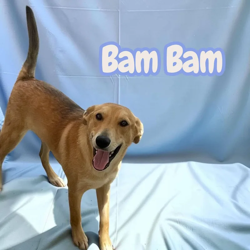 Bam Bam thumbnail 4