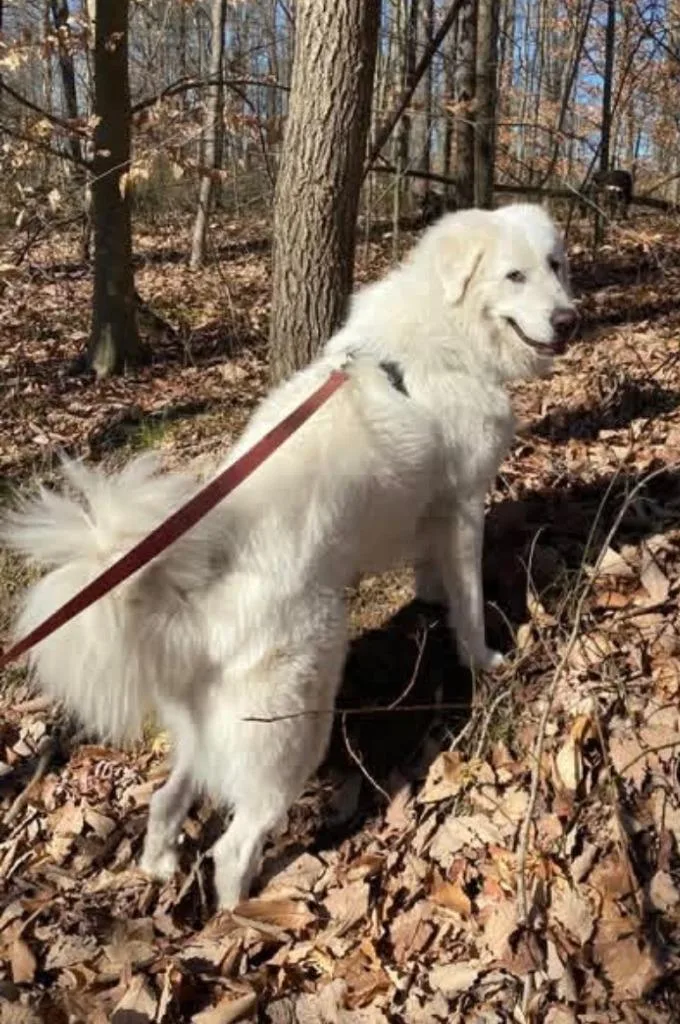 An adult large-sized male Great Pyrenees dog named Jasper for adoption in Bloomington, IN