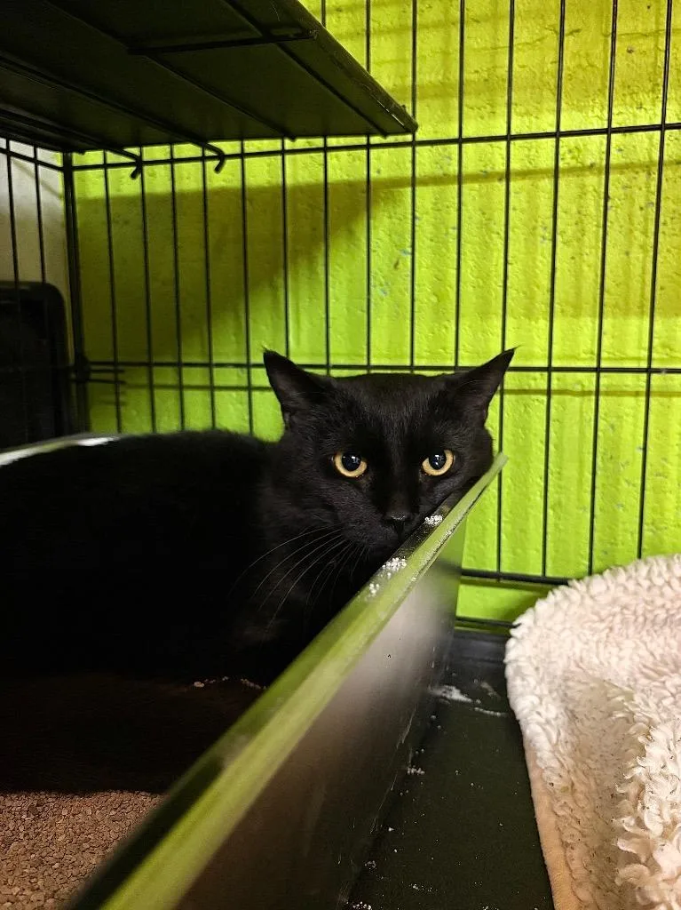A young medium-sized male Domestic Short Hair cat named Ludahiss for adoption in Lancaster, PA
