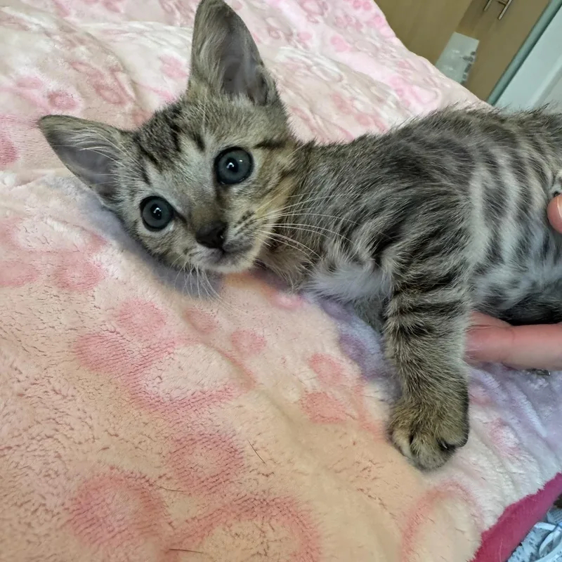 A baby small-sized male Tabby (Gray / Blue / Silver) Domestic Short Hair cat named Ghost & Gamble BONDED for adoption in Boca Raton, FL