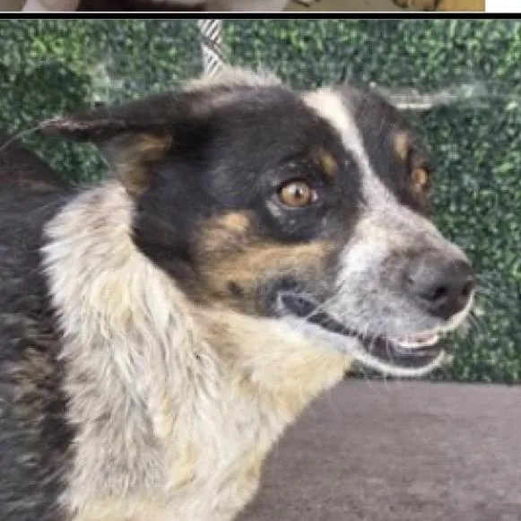 An adult medium-sized female Black Husky dog named Shrub for adoption in Tacoma, WA