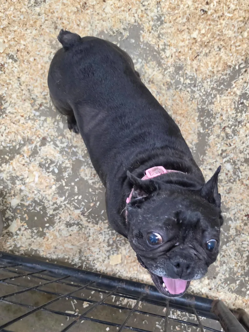 A senior small-sized female Black French Bulldog dog named Raina for adoption in Walthill, NE
