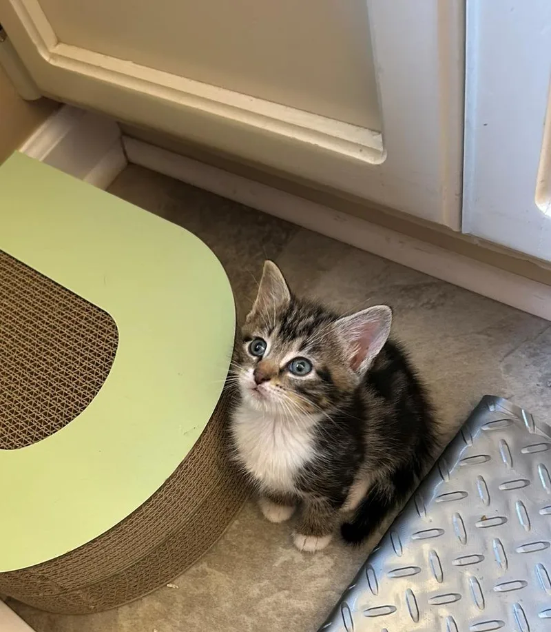 A baby medium-sized male Domestic Short Hair cat named Sherlock for adoption in Hoover , AL