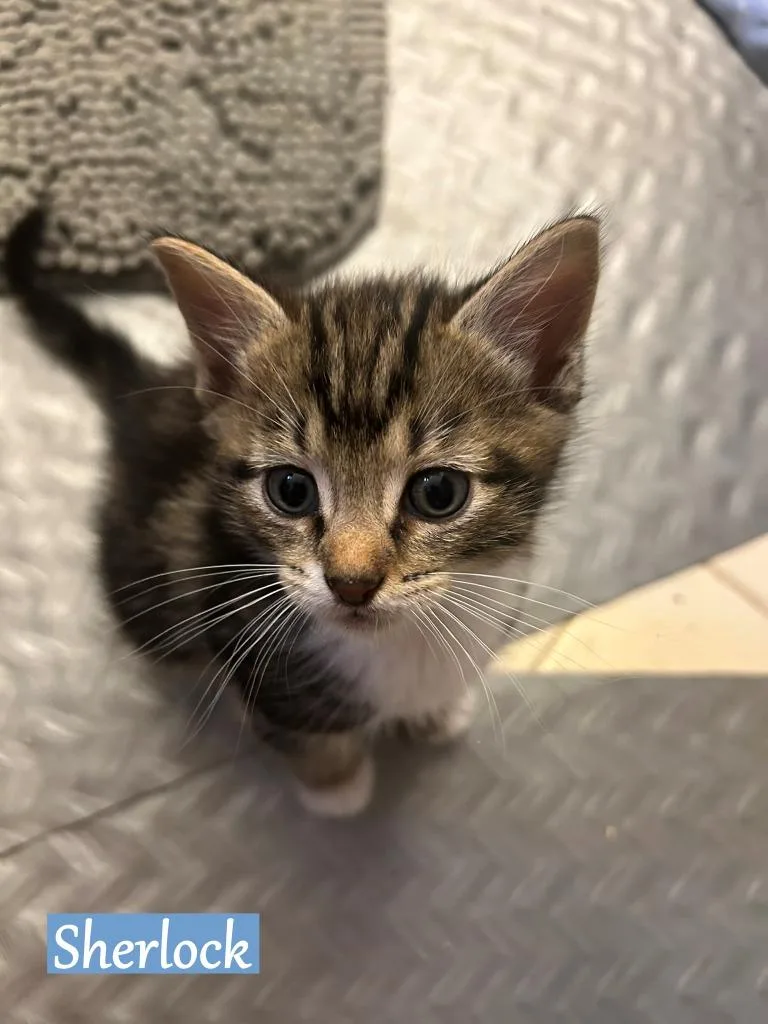 Sherlock thumbnail 2