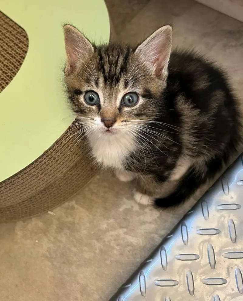 Sherlock thumbnail 4