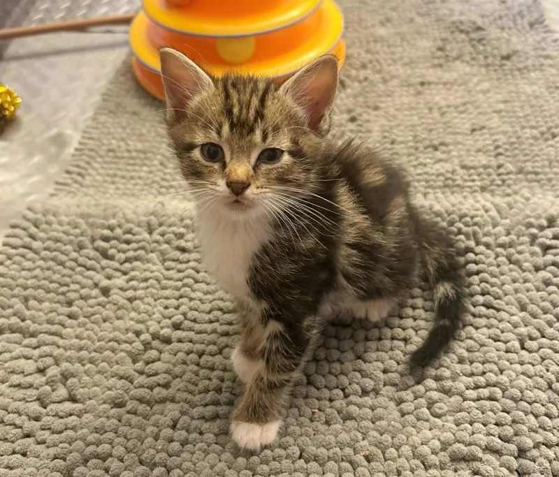 Sherlock thumbnail 5