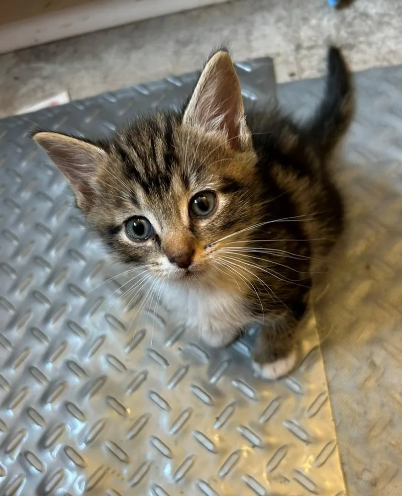 Sherlock thumbnail 6