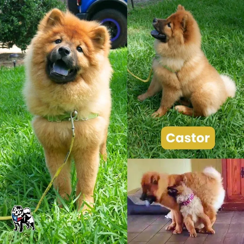 Castor thumbnail 2
