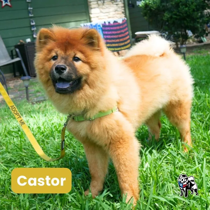 Castor thumbnail 3