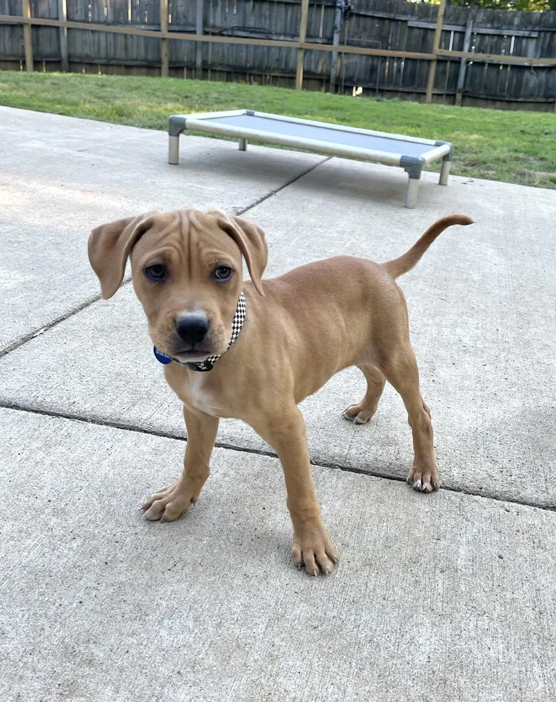 A baby medium-sized male Hound dog named Derek Morgan for adoption in Southaven, MS
