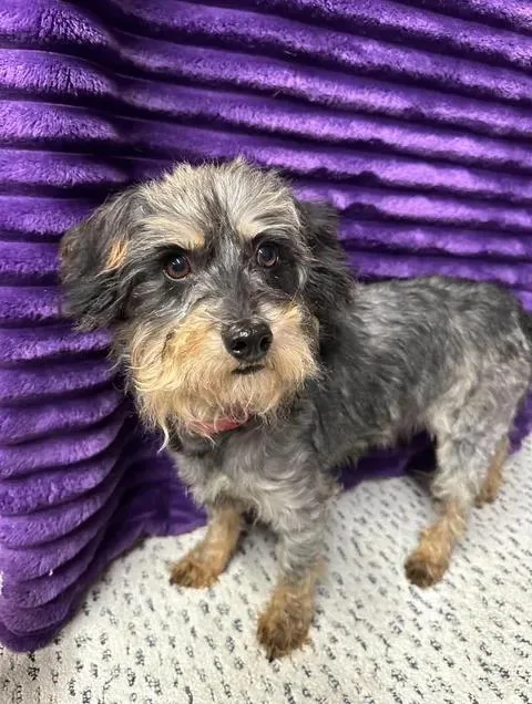 A young small-sized male Schnauzer dog named Rambo Home Visit in for adoption in Hartland, WI