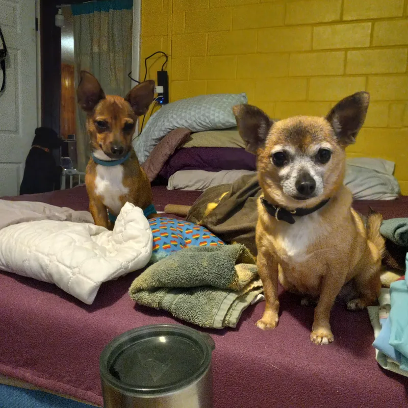 Chiquita thumbnail 5