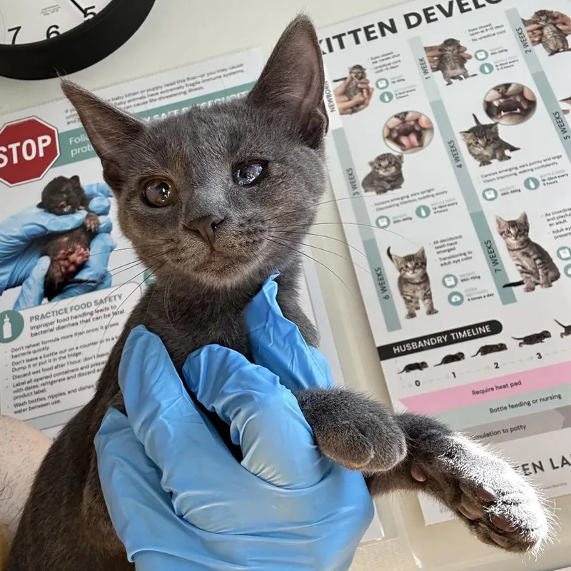 A baby small-sized female Gray / Blue / Silver Domestic Short Hair cat named Mrs. Cake Houston for adoption in Denver, CO